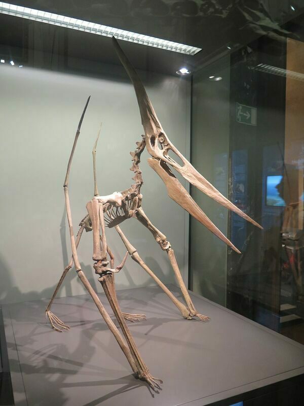 A reconstructed Pteranodon skeleton.